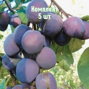 Саженцы сливы Витебской поздней - комплект 5 шт.