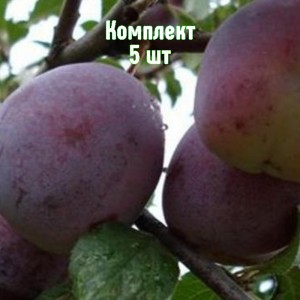 Саженцы сливы Волгоградской - комплект 5 шт.