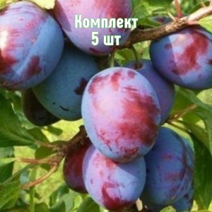 Саженцы сливы Волжская красавица - комплект 5 шт.