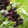 Саженцы смородины золотистой Алтаргана - комплект 5 шт.