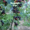 Саженцы смородины золотистой Байкальской Синевы - комплект 5 шт.
