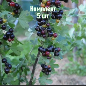 Саженцы смородины золотистой Байкальской Синевы - комплект 5 шт.