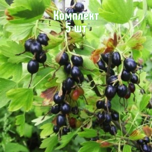 Саженцы смородины золотистой Дар Алтая - комплект 5 шт.