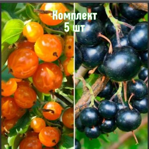 Саженцы смородины золотистой Ермак - комплект 5 шт.