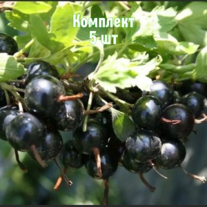 Саженцы смородины золотистой Изабелла - комплект 5 шт.