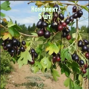 Саженцы смородины золотистой Валентины - комплект 5 шт.