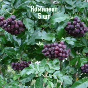 Саженцы сорбаронии Мичурина - комплект 5 шт.