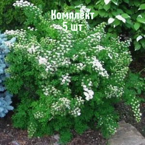 Саженцы спиреи гибридной Альпенглюхен - комплект 5 шт.