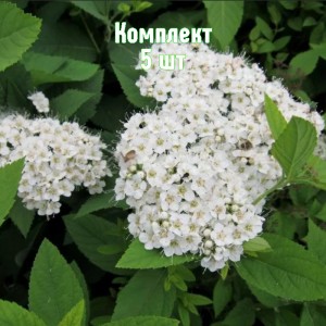 Саженцы спиреи гибридной Фрица - комплект 5 шт.