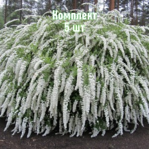 Саженцы спиреи серой Грефшейм - комплект 5 шт.