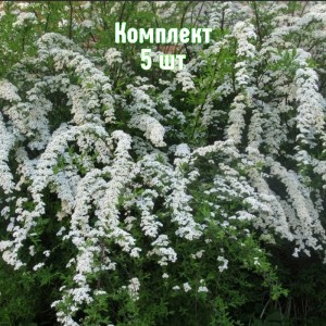 Саженцы спиреи Тунберга - комплект 5 шт.