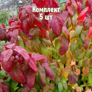 Саженцы спиреи японской Макрофилла - комплект 5 шт.