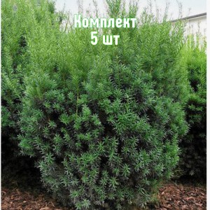Саженцы тиса среднего Грин Монтейн (до 20 см) - комплект 5 шт.
