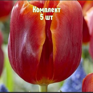 Луковицы тюльпана Ангела Меркель - комплект 5 шт.
