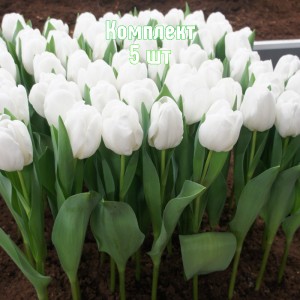 Луковицы тюльпана Антарктика - комплект 5 шт.