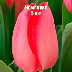 Луковицы тюльпана Барре Альта - комплект 5 шт.