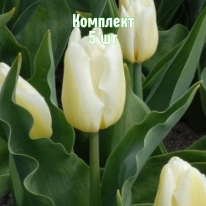 Луковицы тюльпана Дэльта Стронг - комплект 5 шт.