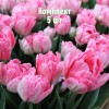 Луковицы тюльпана Фокстрот - комплект 5 шт.