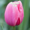 Луковицы тюльпана Криспа Пинк - комплект 5 шт.