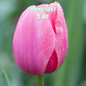 Луковицы тюльпана Криспа Пинк - комплект 5 шт.