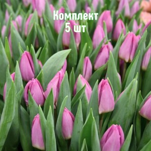 Луковицы тюльпана Лайт Пинк Принц - комплект 5 шт.