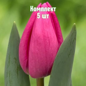 Луковицы тюльпана Линкольн - комплект 5 шт.