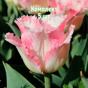 Луковицы тюльпана Линжери - комплект 5 шт.