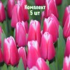 Луковицы тюльпана Лорнах - комплект 5 шт.