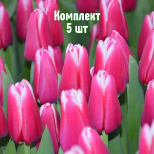 Луковицы тюльпана Лорнах - комплект 5 шт.