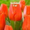 Луковицы тюльпана Оранж Шерпа - комплект 5 шт.