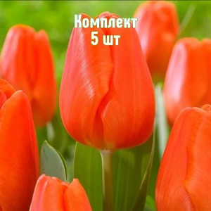 Луковицы тюльпана Оранж Шерпа - комплект 5 шт.