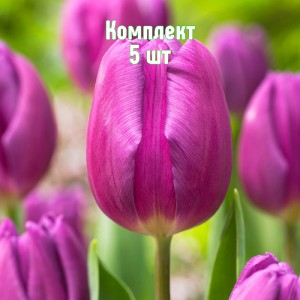 Луковицы тюльпана Перпл Флег - комплект 5 шт.