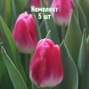 Луковицы тюльпана Пинк Стоун - комплект 5 шт.