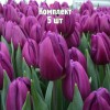 Луковицы тюльпана Пурпл Леди - комплект 5 шт.