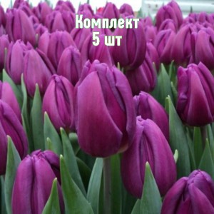 Луковицы тюльпана Пурпл Леди - комплект 5 шт.