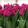 Луковицы тюльпана Пурпл Равен - комплект 5 шт.