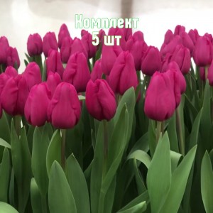 Луковицы тюльпана Пурпл Равен - комплект 5 шт.