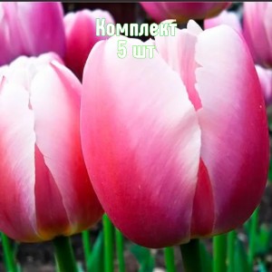 Луковицы тюльпана Ройал Прайд - комплект 5 шт.