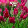 Луковицы тюльпана Стронг Повер - комплект 5 шт.