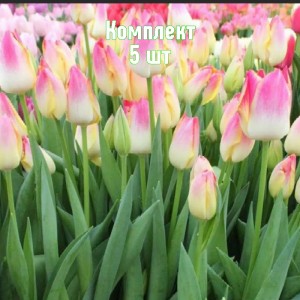 Луковицы тюльпана Свисс Дрим - комплект 5 шт.