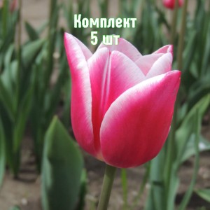 Луковицы тюльпана Тинеке Ван дер Меер - комплект 5 шт.