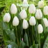 Луковицы тюльпана Уайт Принц - комплект 5 шт.