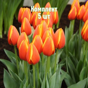 Луковицы тюльпана Ворлд Фаворит - комплект 5 шт.