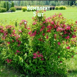 Саженцы вейгелы Евы Ратке - комплект 5 шт.
