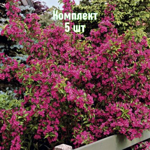 Саженцы вейгелы гибридной Бристол Руби - комплект 5 шт.
