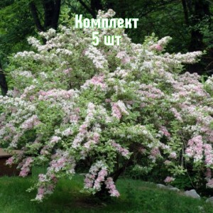 Саженцы вейгелы гибридной Кандиды - комплект 5 шт.