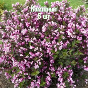 Саженцы вейгелы гибридной Нана Пурпуреа - комплект 5 шт.