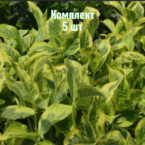 Саженцы вейгелы пестролистной Костериана вариегата - комплект 5 шт.