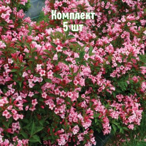 Саженцы вейгелы садовой Нана Вариегата - комплект 5 шт.