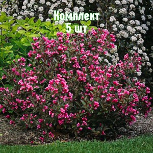 Саженцы вейгелы садовой Виктория - комплект 5 шт.